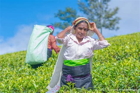 Sri Lankan Traditional Tea Pluckers, Sri Lanka