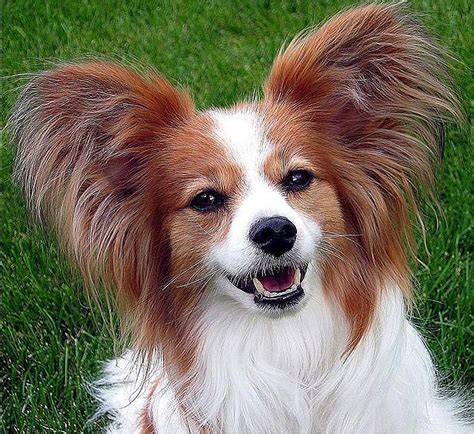 Papillon (dog) - Simple English Wikipedia, the free encyclopedia