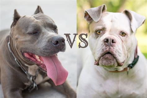 Pitbull Vs American Bulldog: Breed Differences And Similarities