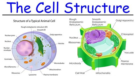 Plant Cell Structure A Level Biology : Cell Structure A Level The ...