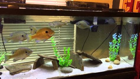 60 gallon Bluegill Tank/Aquarium - YouTube