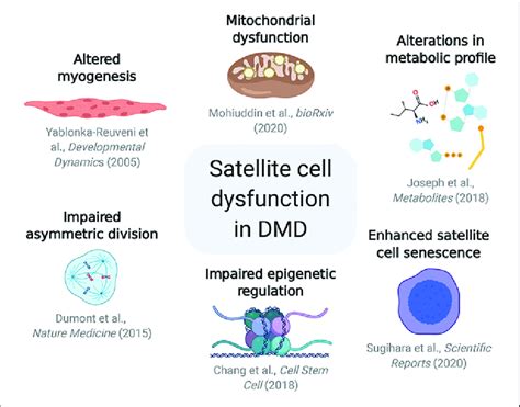 Satellite cell dysfunction in Duchenne muscular dystrophy (DMD). The ...