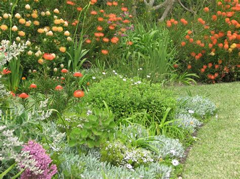 Fynbos Gardens Hermanus: Fynbos is rewarding! Spring 2013.