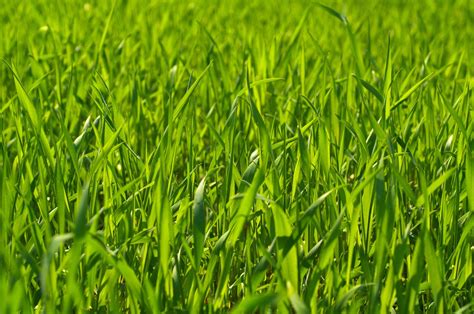 Pasture Perennial Ryegrass Seed - McKays Grass Seeds