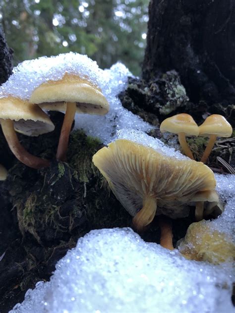 Snow Lake Trail - Washington | AllTrails