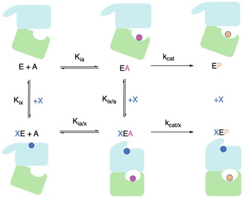 Complete thermodynamic cycle of an allosteric enzyme, E. The top row ...