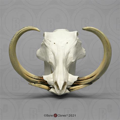 Warthog Skull and Tusks - Bone Clones - Osteological Reproductions