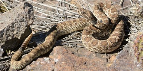 Are there rattlesnakes in Colorado?