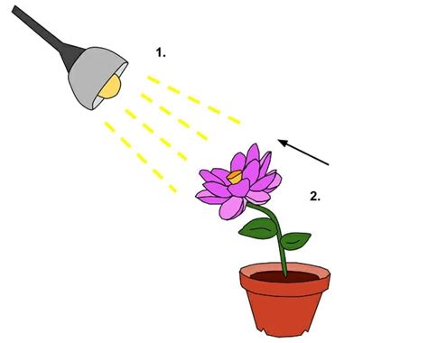 Phototropism - Definition, Examples and Quiz | Biology Dictionary