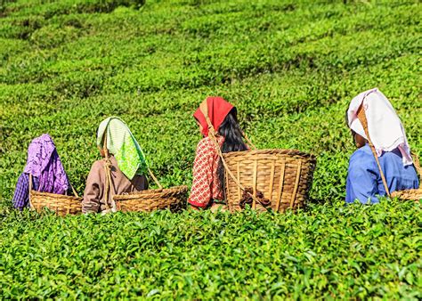 Tea Plantation Visit, India | Audley Travel UK