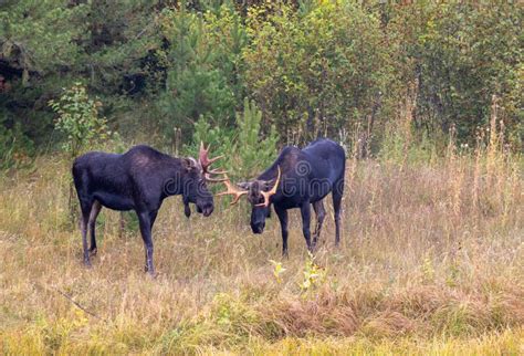 Bull Moose Fighting in Wyoming in Fall Stock Image - Image of autumn ...