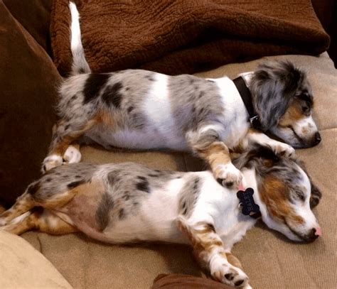 Dapple Dachshunds – Temperament, Health, Costs and Pictures