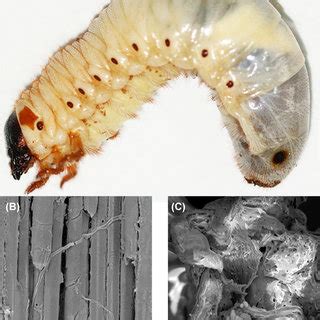 Genome assembly and assessment of Trypoxylus dichotomus. (A ...