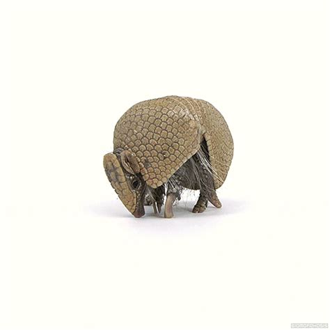 Armadillo GIF - Find & Share on GIPHY