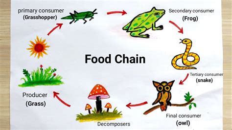 Simple Food Chain Drawing Easy For Kids - memmiblog