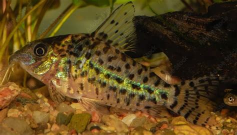 Cory Catfish (Corydoras): Care, Breeding, Diet & Behavior