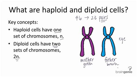 5.2.1 Haploid v. Diploid - YouTube