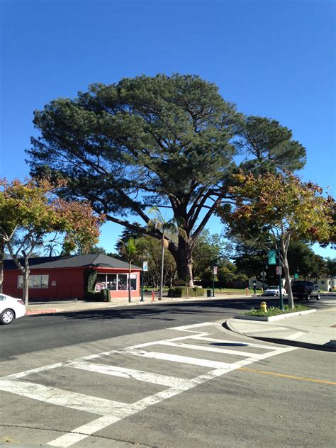 THE WORLD'S LARGEST TORREY PINE: The Tree to End All Trees - California ...