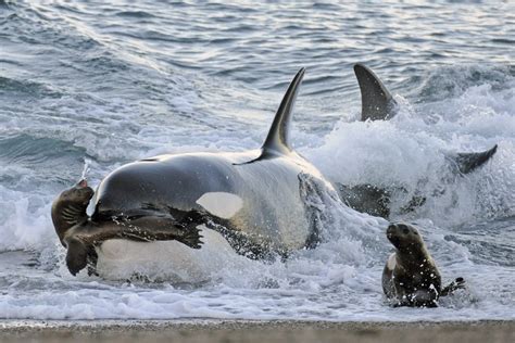 La mortal y eterna batalla de orcas contra ballenas :: Ciencia :: Mundo ...