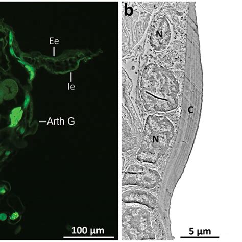 Branchial chamber development of L. vannamei. a Methylene blue staining ...