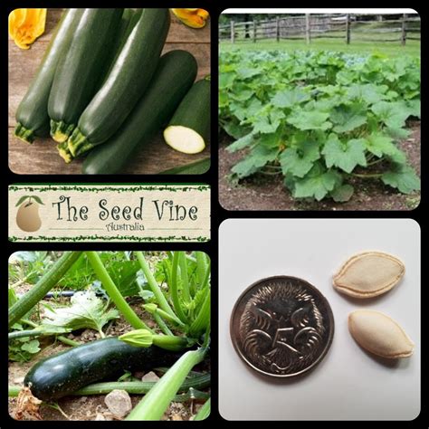 Cucurbita pepo - Black Beauty Zucchini (Organic) - The Seed Vine