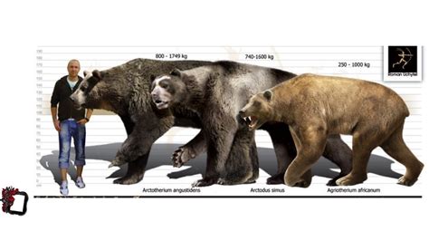 Arctotherium angustidens, Arctodus simus, and Agriotherium africanum ...