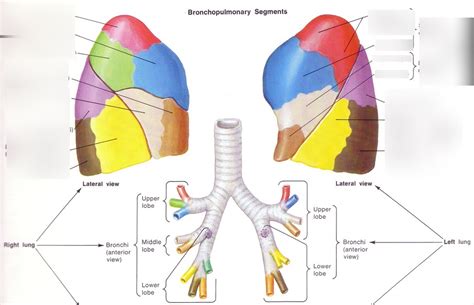 Lung Segments Diagram | Quizlet