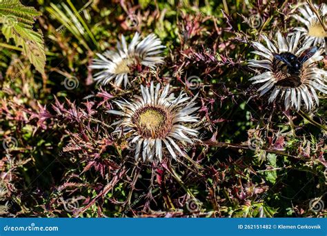 Carlina Acaulis Flower Growing in Meadow Stock Photo - Image of details ...