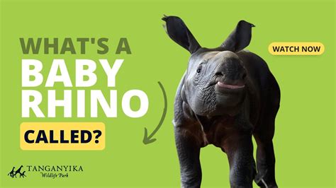 What's a Baby Rhino Called? - YouTube