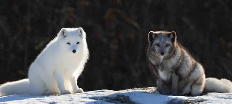 Arctic Fox Facts: 40 Frosty Facts About These Furry Foxes - Facts.net