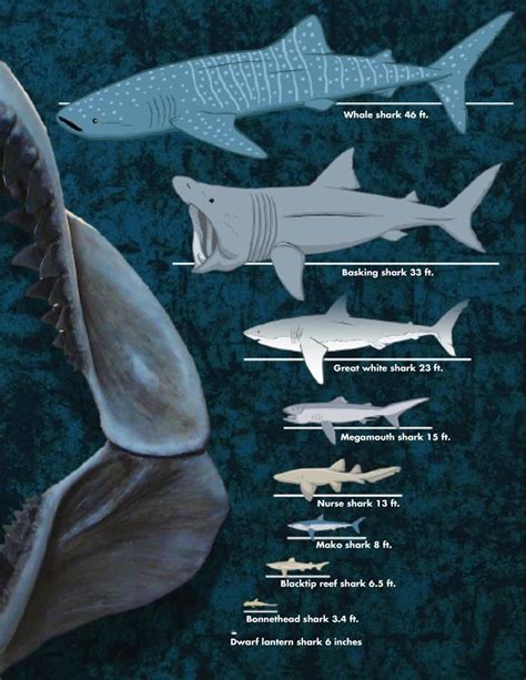 What is the Biggest Shark? A Chart Shows the Diversity of Shark Sizes ...