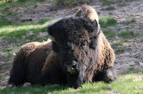 Yellowstone Wildlife 2 - PentaxForums.com