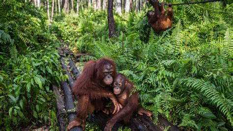 Indonesia’s Orangutans Suffer as Fires Rage and Businesses Grow - The ...