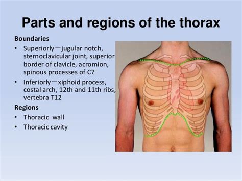 Thoracic Region Anatomy - Anatomical Charts & Posters