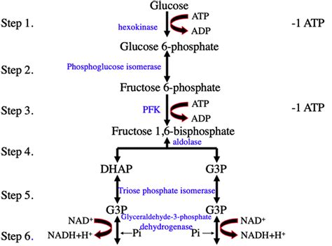 Glycolysis Steps With Enzymes