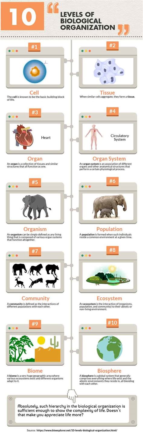 Levels Of Biological Organization Worksheet – Pro Worksheet