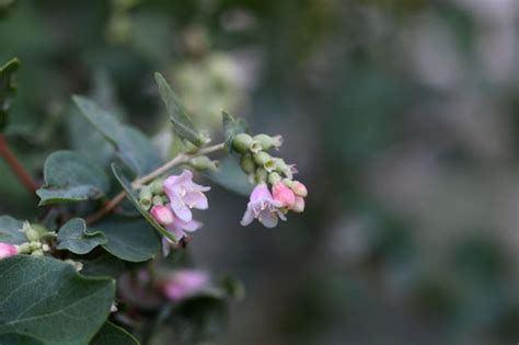 Symphoricarpos albus - Possibility Place