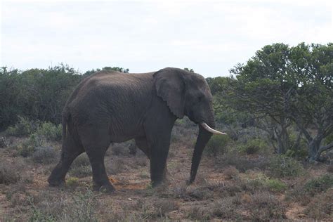 Preserving Africa´s last great tuskers, South Africa – International ...