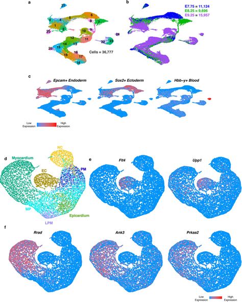 Genes associated with congenital heart defects are enriched in specific ...