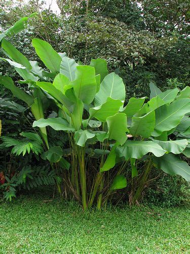 Calathea lutea | Mary W. Farmer | Flickr | Tropical garden plants ...