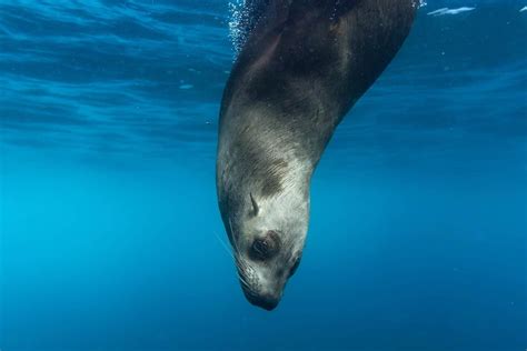 Seal Diet: What Do Seals Eat? - MarinePatch