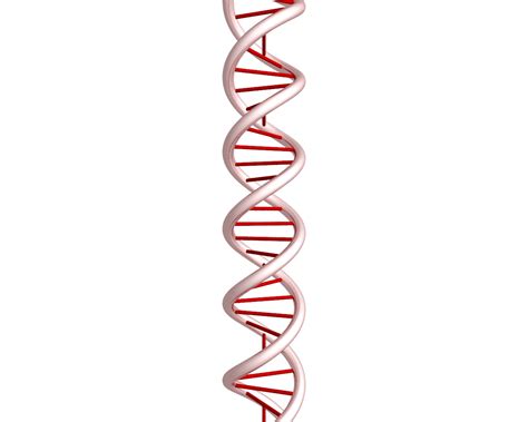 [DIAGRAM] Diagram Of Nucleotide Gene Dna Double Helix Chromosome ...