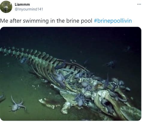 never stop in the brine pool | Brine Pool Livin' | Know Your Meme