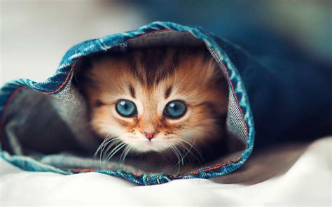 4k Cute Wallpapers - Top Free 4k Cute Backgrounds - WallpaperAccess