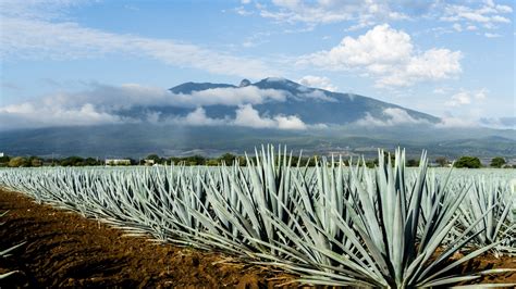 Take a deep dive into Jalisco’s agave spirits - Lonely Planet