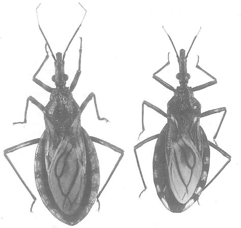 Adult individuals of Triatoma brasiliensis (left) and Triatoma ...