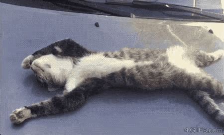 Sleepy Head Lazy Cat GIF - SleepyHead LazyCat Lazy - Discover & Share GIFs