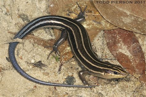 Plestiodon fasciatus | The Reptile Database