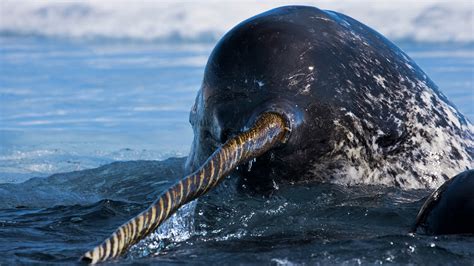 Narwhal Tusk Cane