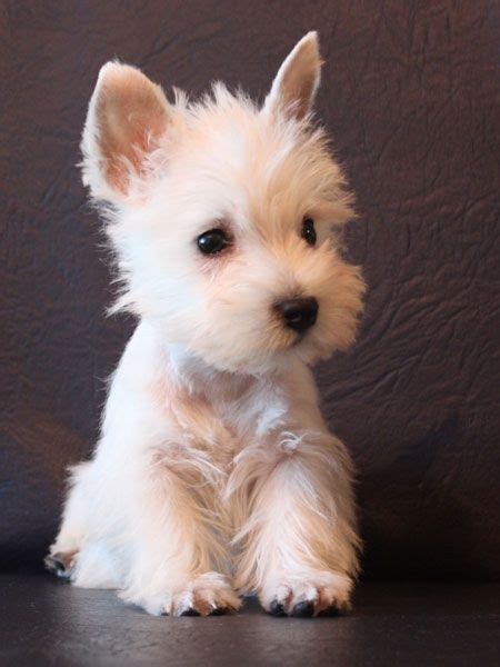 1363 best Westie Love images on Pinterest | Doggies, West highland ...